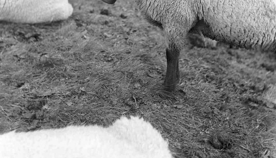 Obr. 3. Ovce s plechovým zvoncom s koženým remeňom, zdroj: ÚĽUV