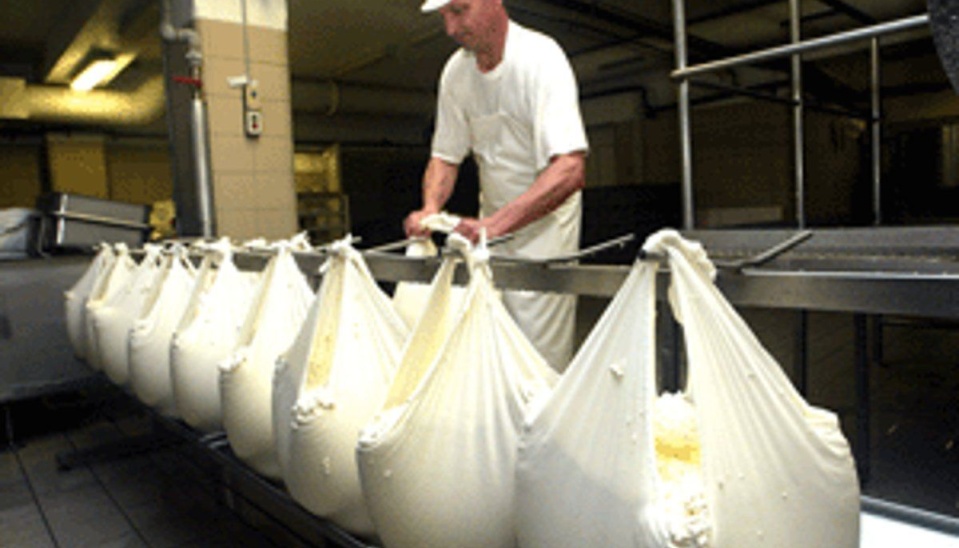 Výroba bryndze v súčasnosti, v bryndziarni Slatina vo Zvolenskej slatine.  