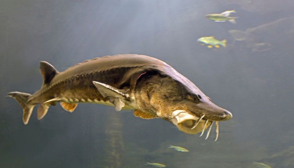 Vyza - najväčšia sladkovodná ryba žila aj v Dunaji na území Slovenska, kde je momentálne vyhynutá