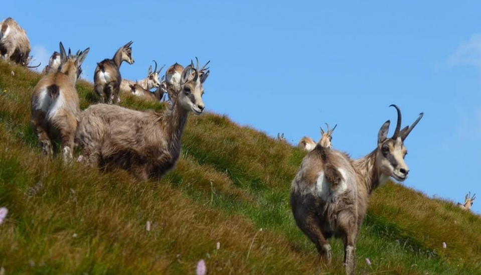 Biotopom kamzíkov v Západných, Východných a Nízkych Tatrách sú oblasti v subalpínskom, alpínskom vegetačnom stupni, zriedkavo aj na hornej hranice lesa, foto: Juraj Venceluraj Vencel