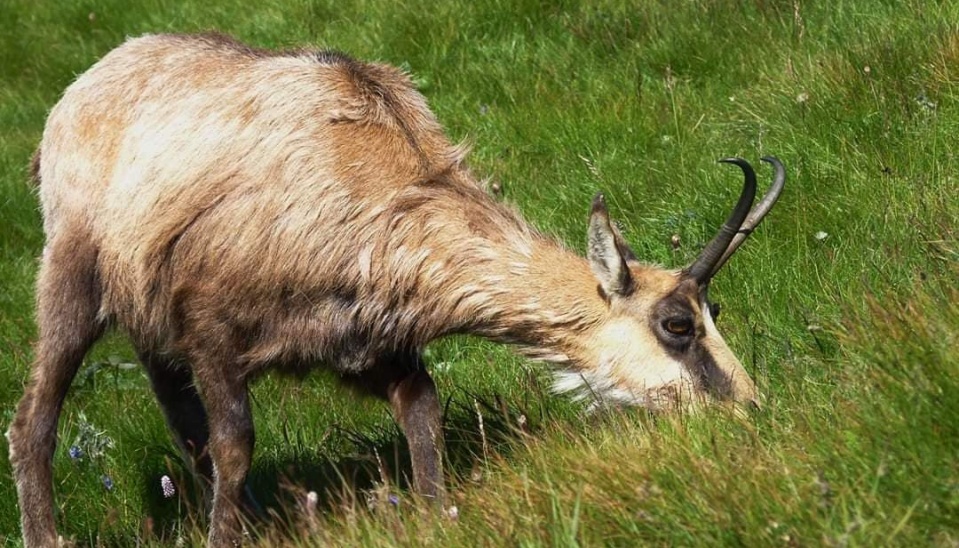 Kamzík vrchovský tatranský má vzpriamené hákové rožky a oproti ostatným druhom kamzíkov má odlišný tvar lebky a sfarbenie srsti 