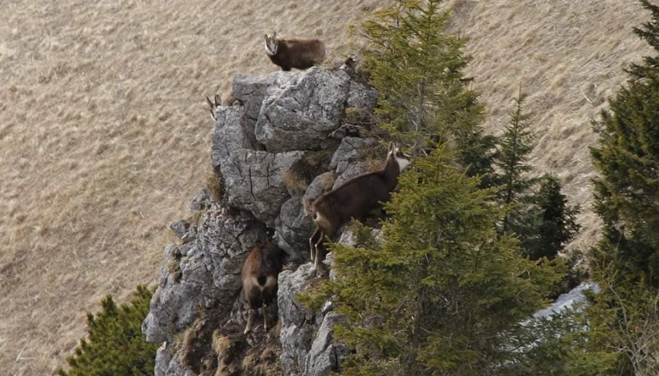 Kamzíky sú prispôsobené životu v náročnom teréne, skupina kamzíkov v Západných Tatrách, foto: Juraj Vencel