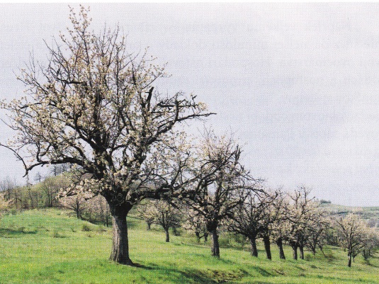 Čerešne, najčastejšie tzv. chrupky, vysádzané na skladoch – medziach medzi bývalou ornou pôdou (fotom M. Dužík, 2002)